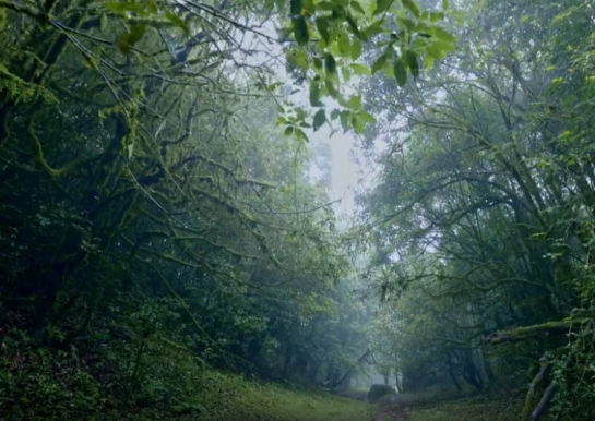 神秘“禁区”哀牢山地磁异常,夜晚释放大量二氧化碳,其实是……